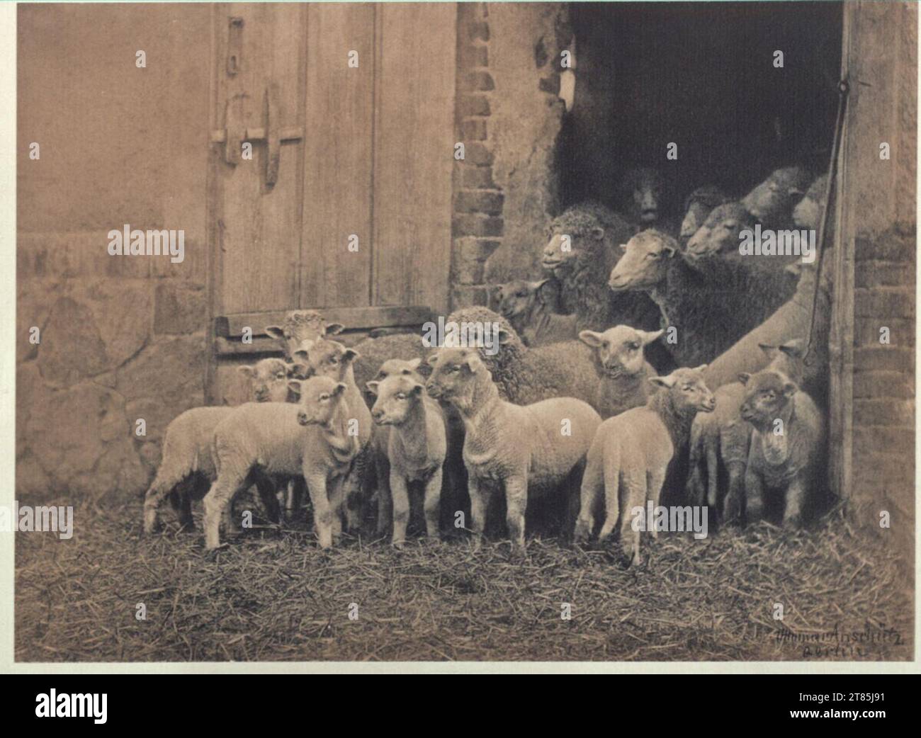 Ottomar Anschütz moutons à l'entrée de l'écurie. Platinotype, sur la boîte Banque D'Images