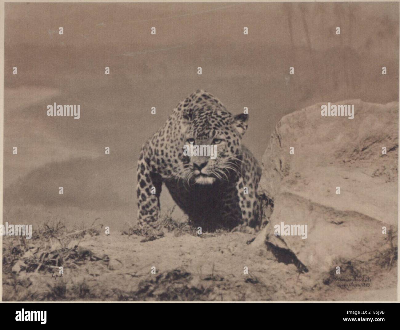 Ottomar Anschütz Jaguar. Platinotype, sur deux ordres (carton) 1889, 1889 Banque D'Images