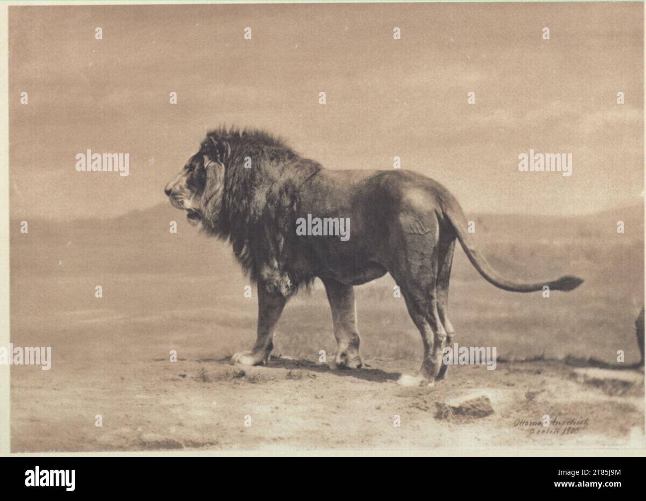 Ottomar Anschütz Lion. Platinotype, sur la boîte 1900, 1900 Banque D'Images