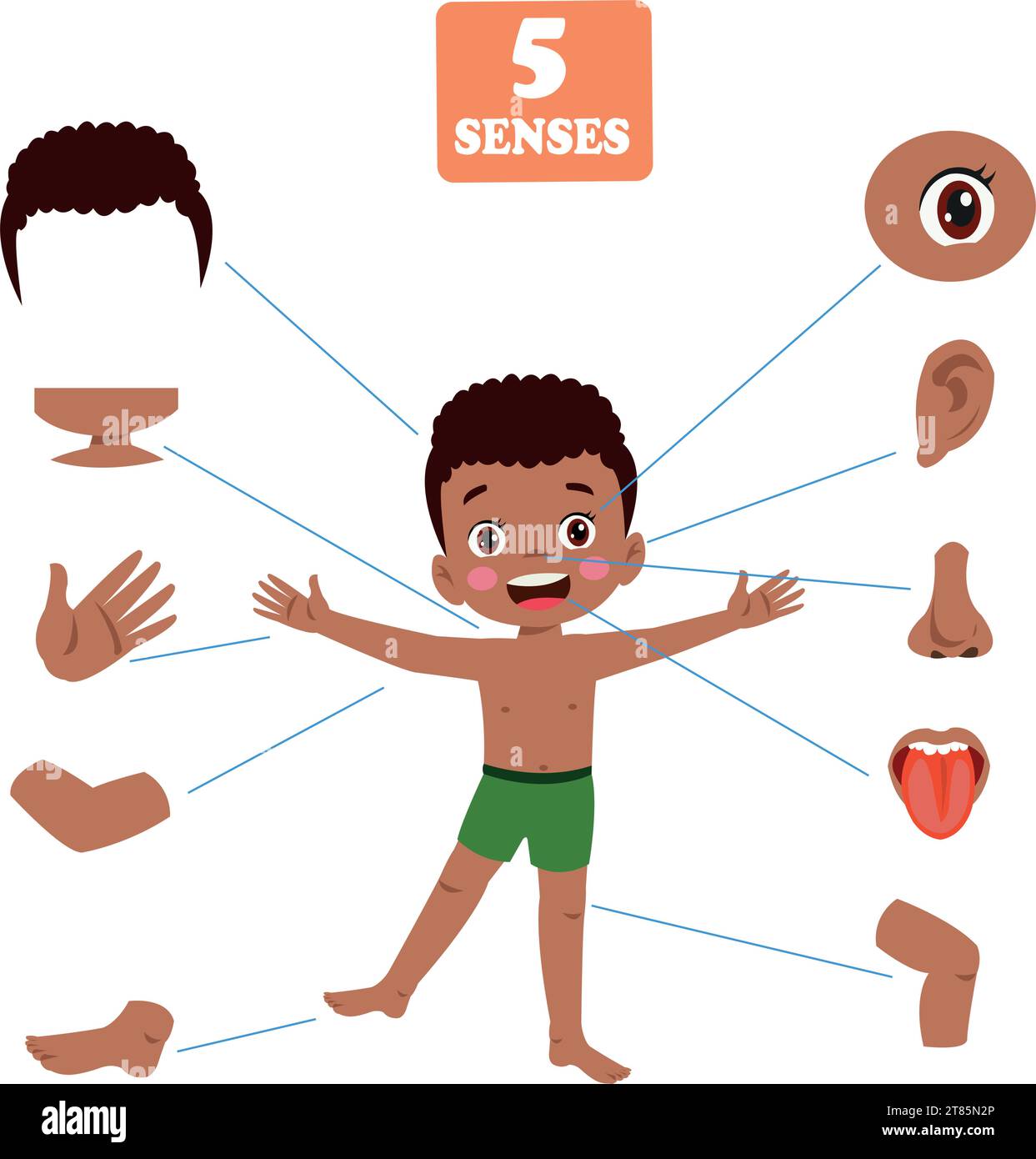 Concept de cinq sens avec les organes humains Illustration de Vecteur