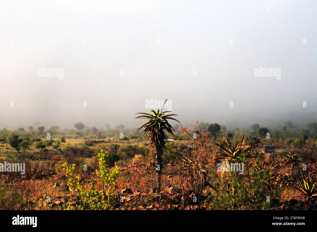 Alors que le monde lutte contre le changement climatique, la brume couvre le village de Maja sur les bords des montagnes du Drakensberg dans le Limpopo, en Afrique du Sud, sous forme de conditions météorologiques Banque D'Images