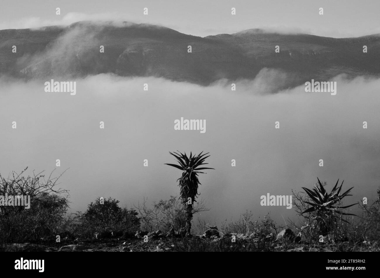 Alors que le monde lutte contre le changement climatique, la brume couvre le village de Maja sur les bords des montagnes du Drakensberg dans le Limpopo, en Afrique du Sud, sous forme de conditions météorologiques Banque D'Images