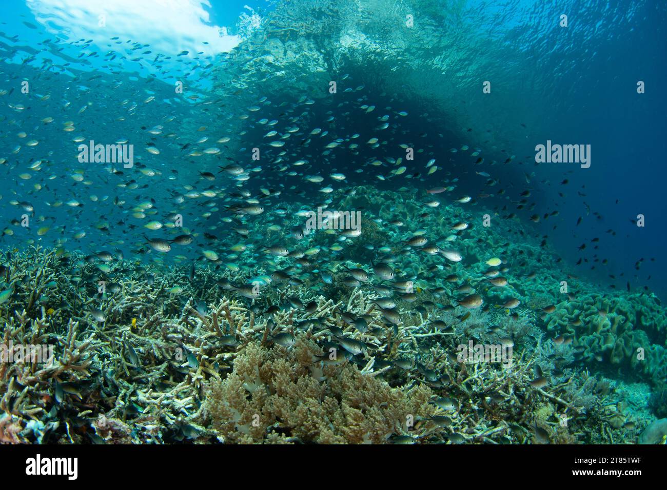 De petits poissons de récif vibrants fleurissent sur un récif de corail peu profond à Raja Ampat, en Indonésie. Cette région est connue comme le cœur du Triangle de corail. Banque D'Images