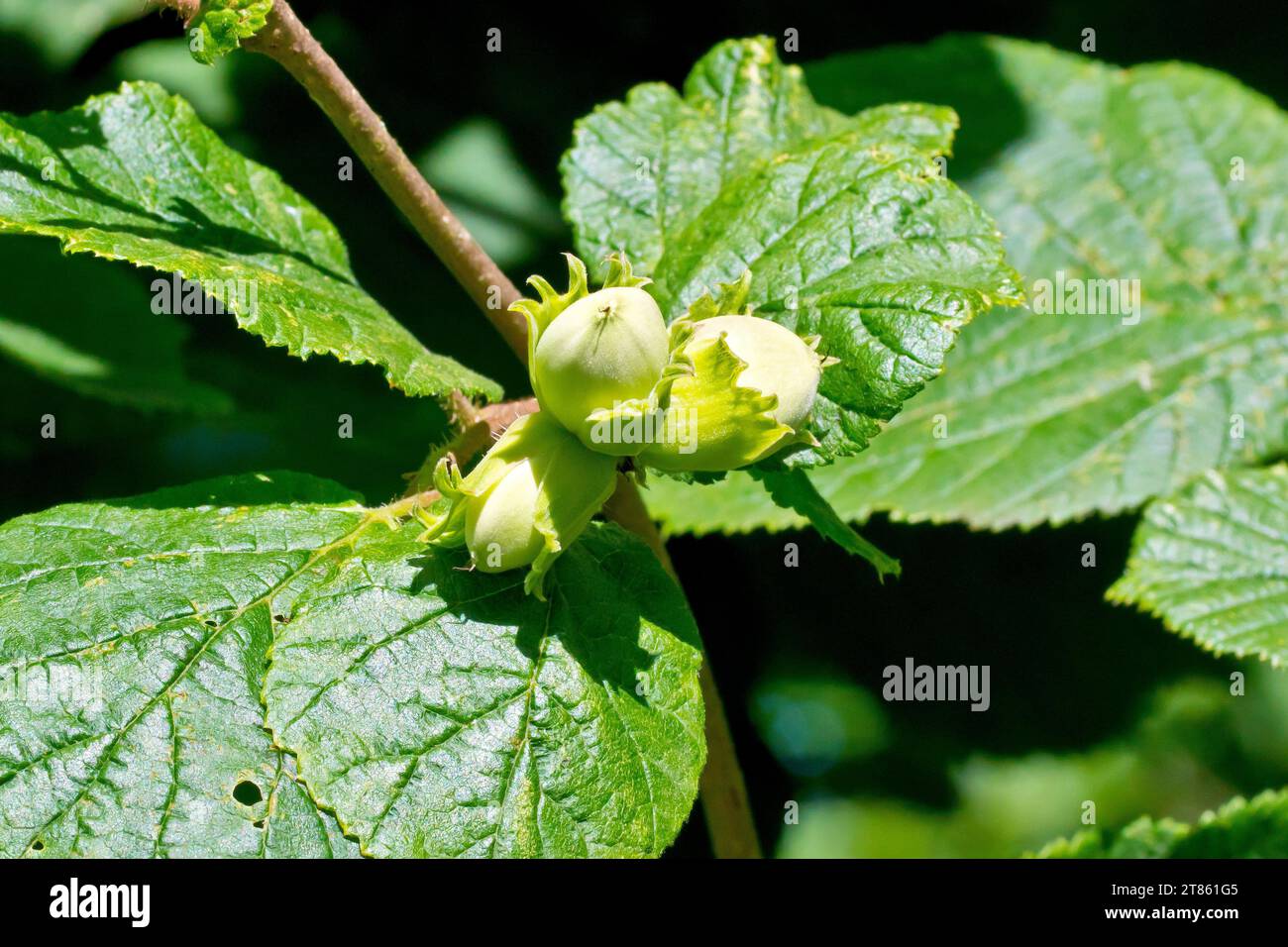 Hazel, Cobnut ou Cob Nut (corylus avellana), gros plan montrant un groupe de fruits immatures ou de noisettes mûrissant au soleil d'été. Banque D'Images