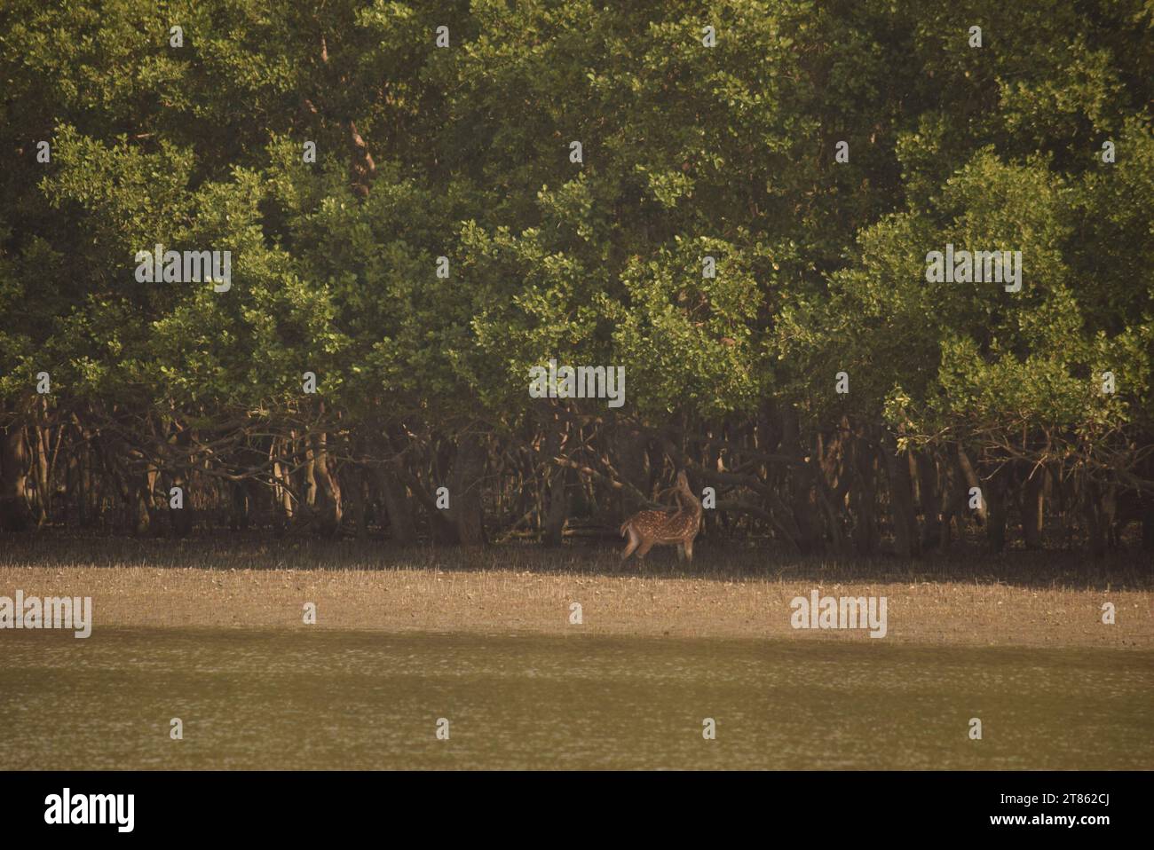 Cerfs errants dans les Sundarbans, Khulna. Bangladesh Banque D'Images