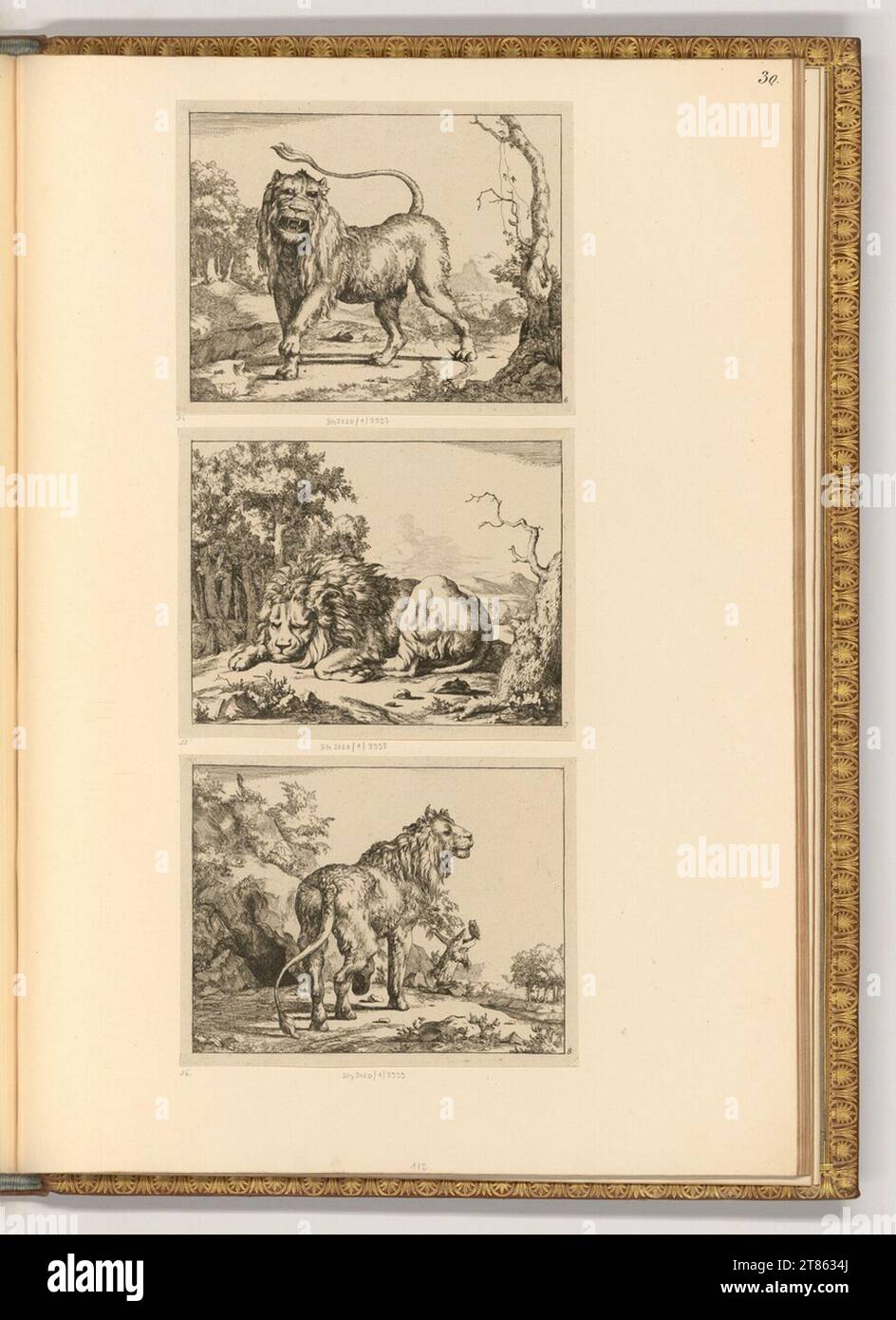 Marcus de Bye (graveur) divers lions. gravure 1664, 1664 Banque D'Images