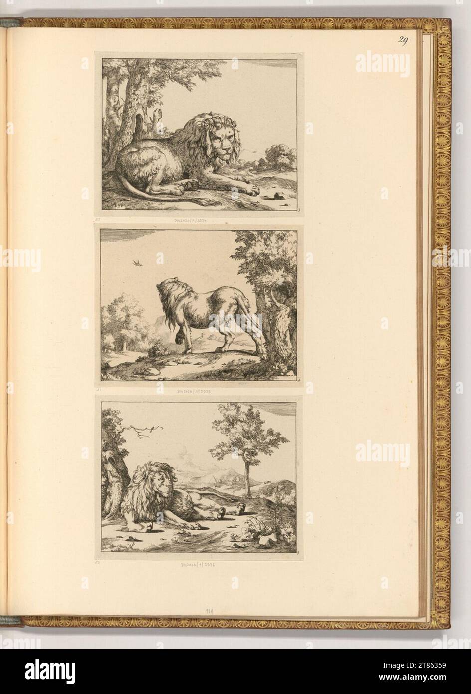 Marcus de Bye (graveur) divers lions. gravure 1664, 1664 Banque D'Images