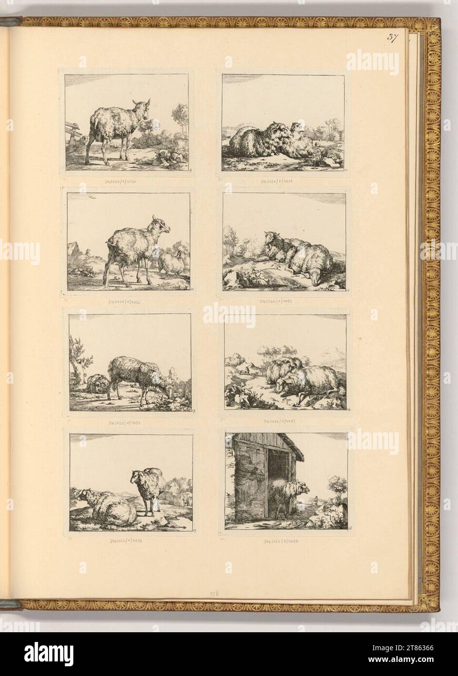 Marcus de Bye (graveur) divers moutons. gravure 1664, 1664 Banque D'Images