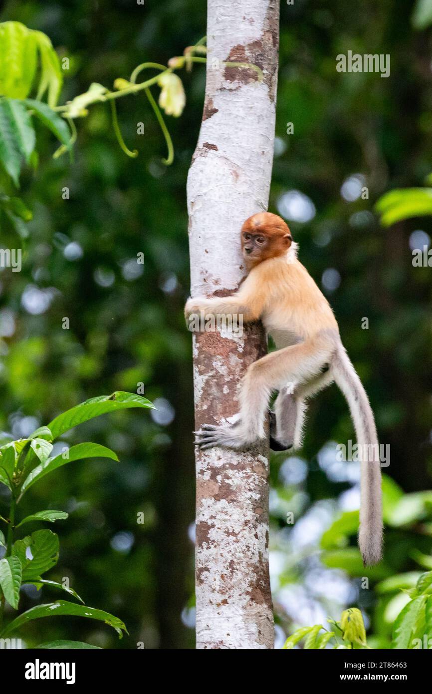 Bébé singe proboscis juvénile, Nasalis larvatus, s'accroche à un tronc d'arbre dans la forêt tropicale de Bornéo Banque D'Images