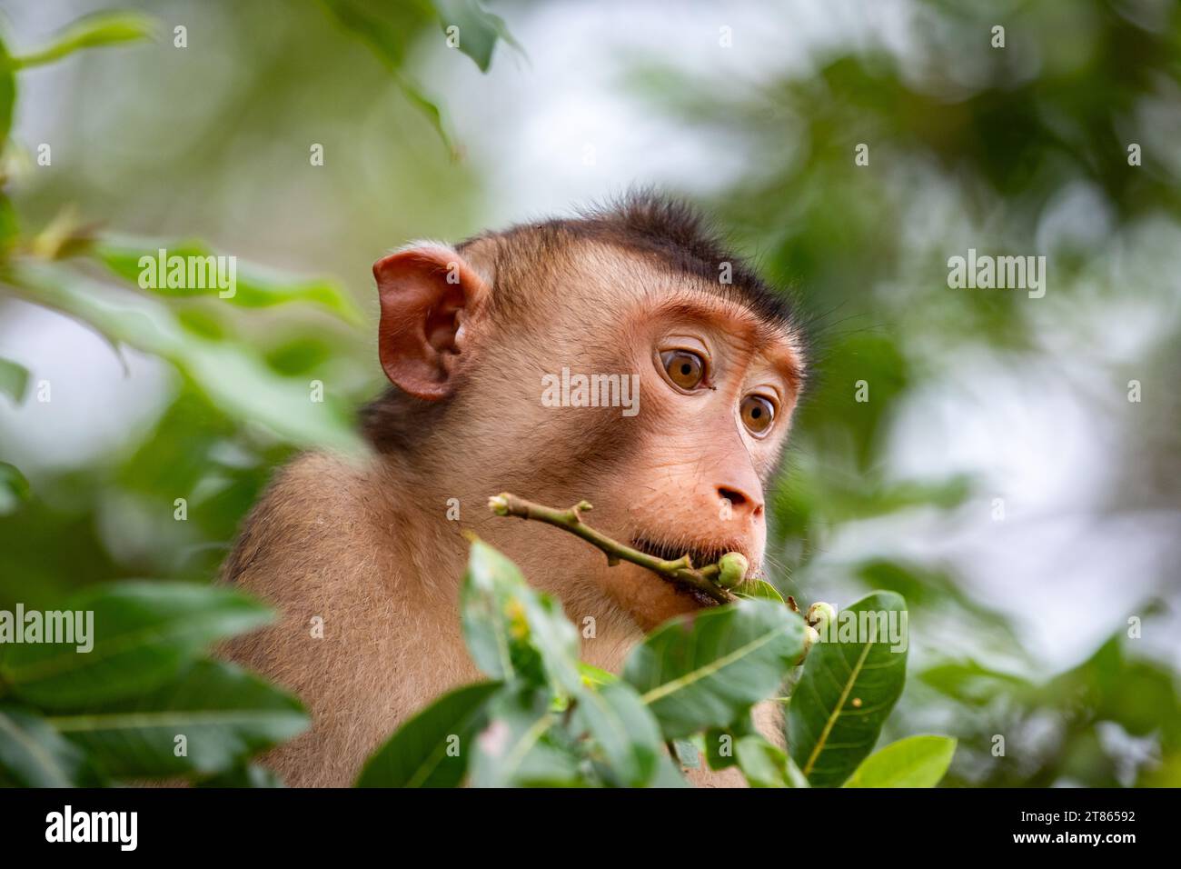 Gros plan de macaque, Macaca, mangeant des baies sur la cime des arbres de la forêt tropicale de Bornéo Banque D'Images