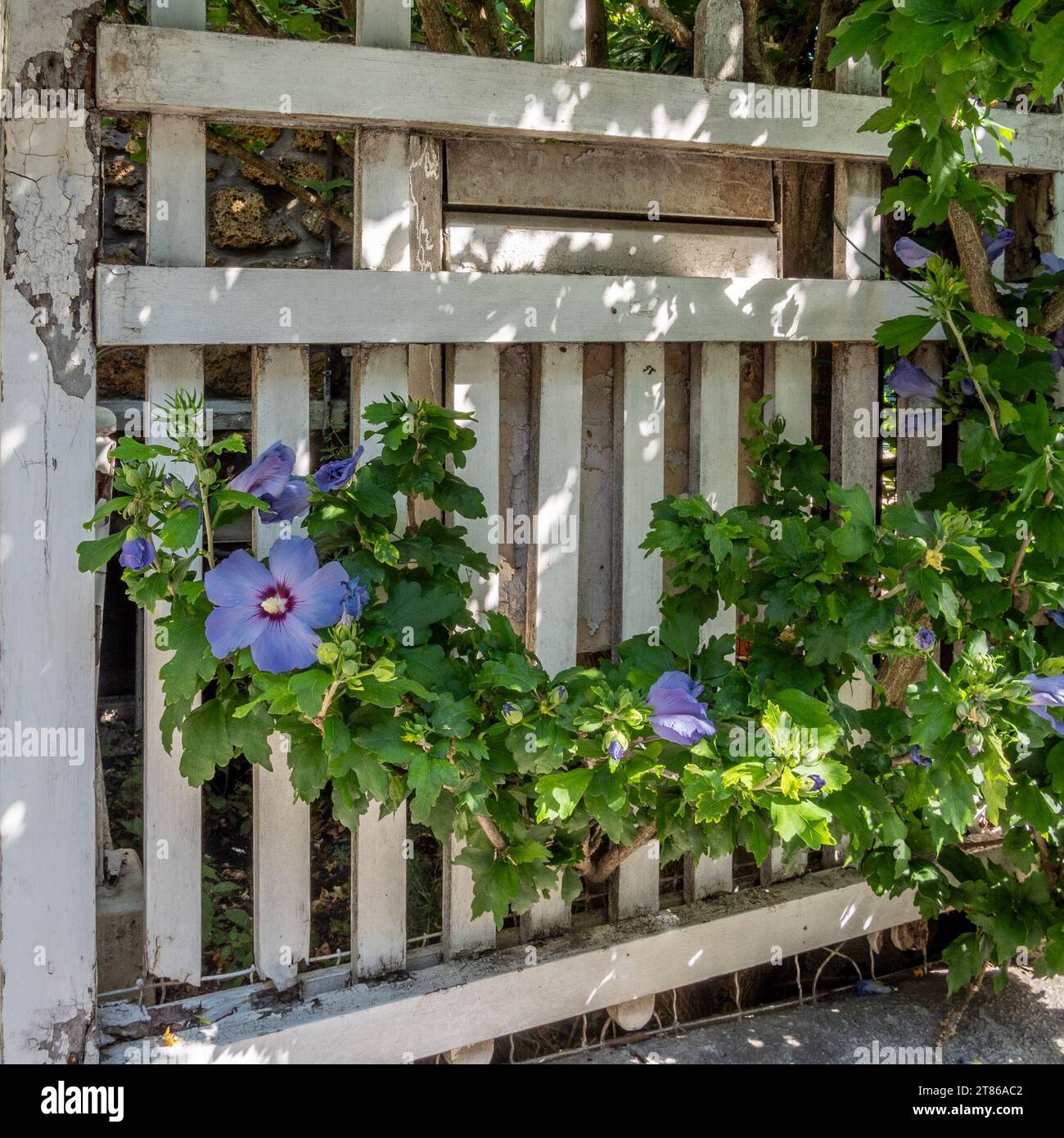 Une plante de clématite bleue pleine de fleurs à Paris Banque D'Images