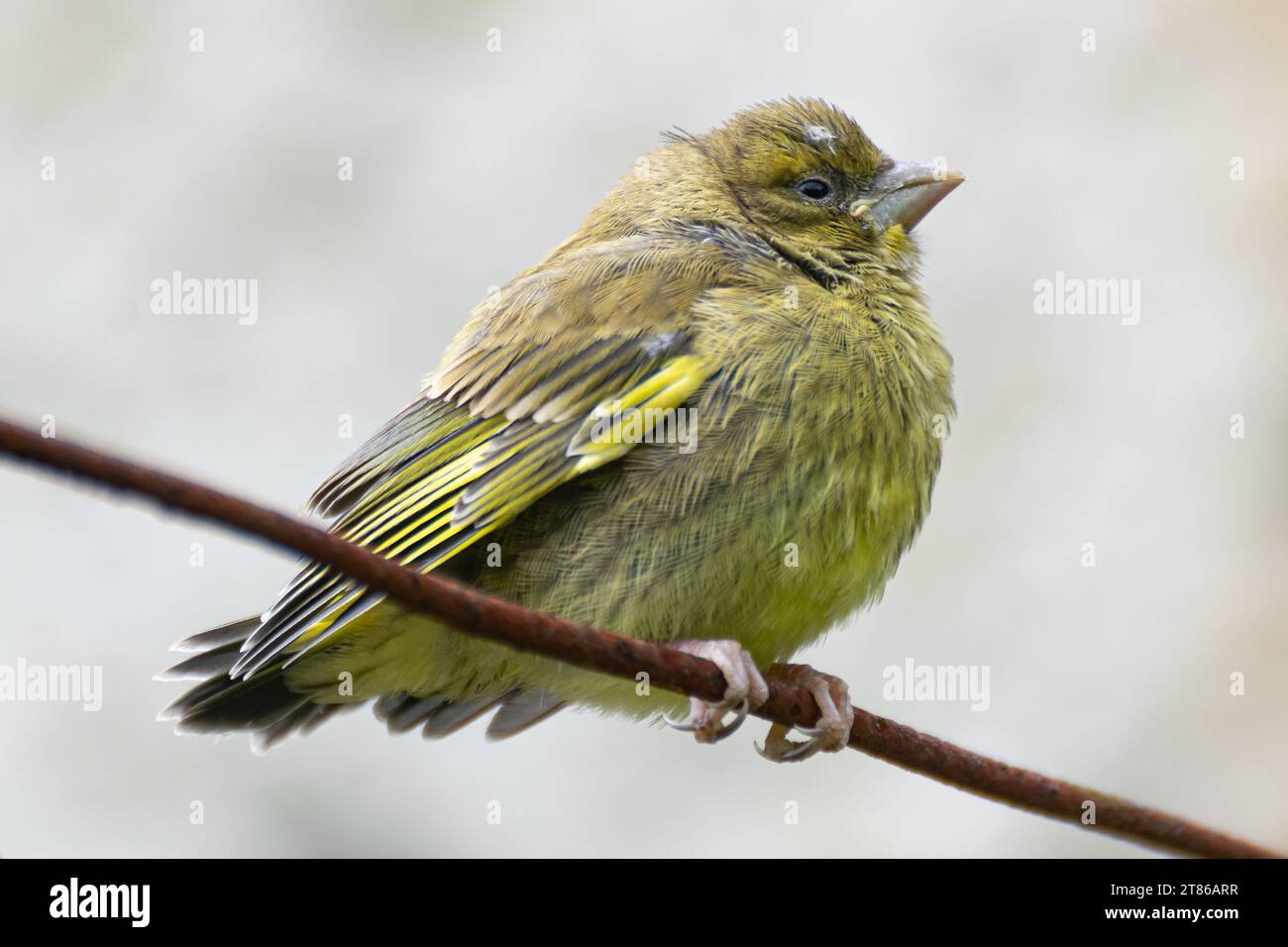 Joli spécimen jeune de Chloris Chloris ou femelle européenne de vernfinch, libre, posant et regardant Banque D'Images
