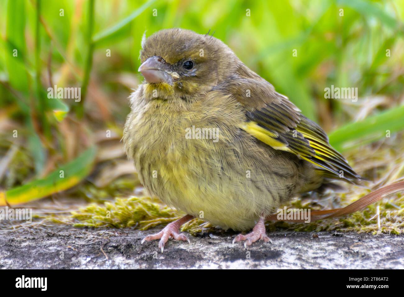 Joli spécimen jeune de Chloris Chloris ou femelle européenne de vernfinch, libre, posant et regardant Banque D'Images