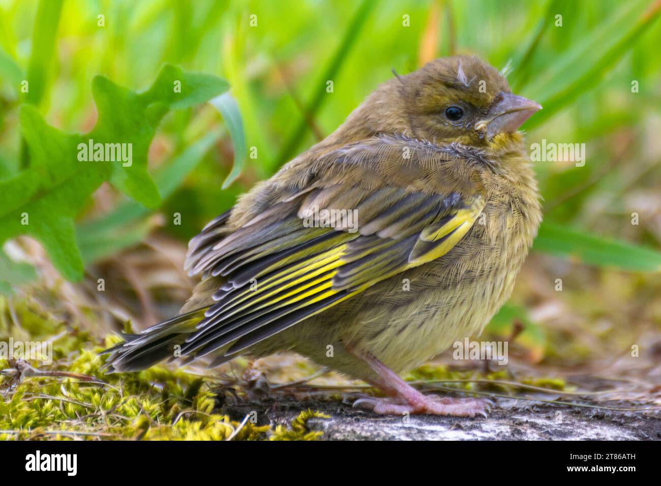 Joli spécimen jeune de Chloris Chloris ou femelle européenne de vernfinch, libre, posant et regardant Banque D'Images