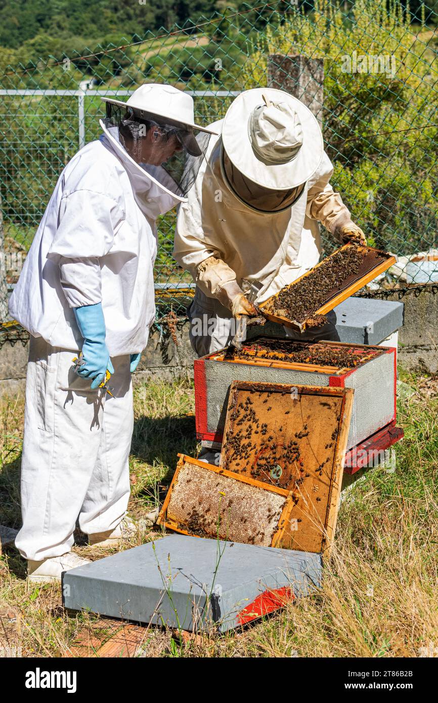 Deux apiculteurs regardant un nid d'abeille fraîchement extrait d'une ruche Banque D'Images