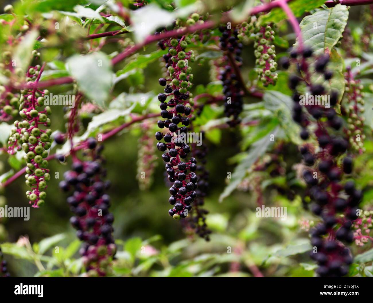 Gros plan de baies sur une plante de poke (Phytolacca Americana) poussant dans une cour à Abingdon, Virginie. Banque D'Images