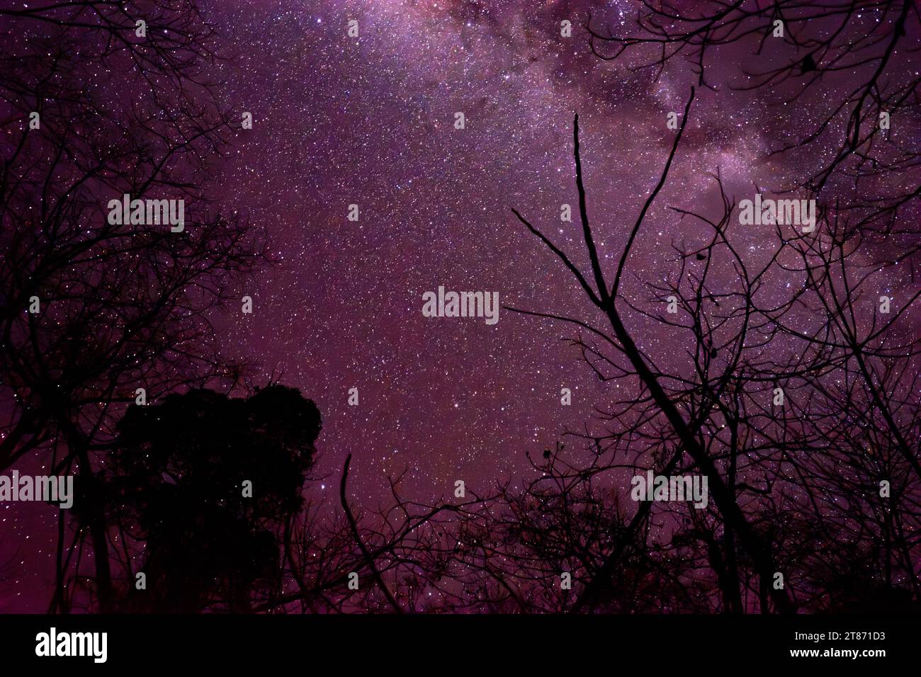 Série de photos de la nuit étoilée au-dessus de la forêt amazonienne dans le Mato Grosso, Brésil Banque D'Images