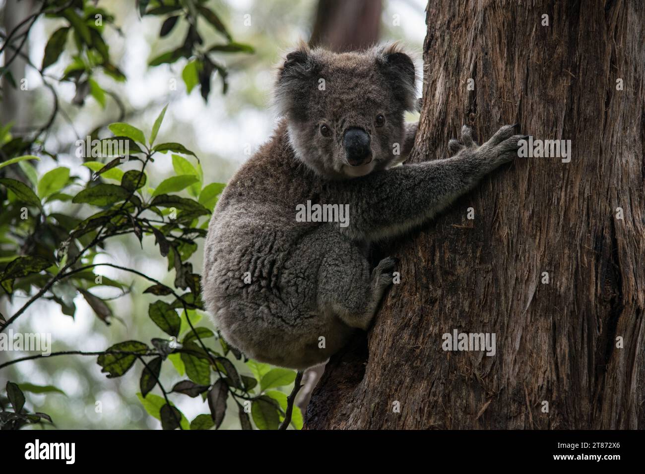 Koala au parc national de Great Otway Banque D'Images