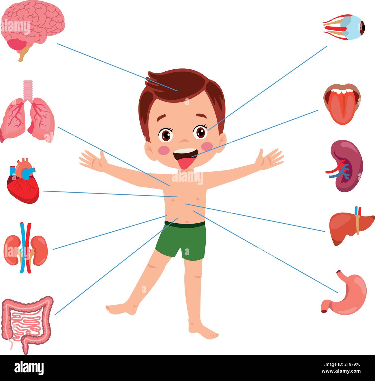 Ensemble d'organes internes d'anatomie humaine avec cerveau, poumons, intestin, coeur, rein, pancréas, rate, foie et estomac. Illustration isolée vectorielle Illustration de Vecteur