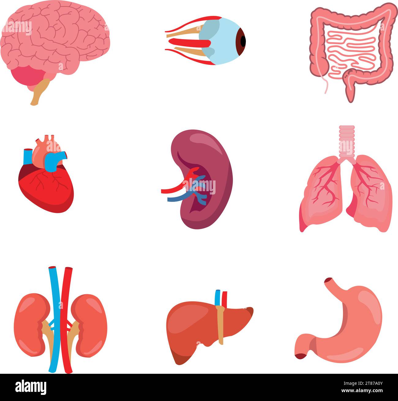 Ensemble d'organes internes d'anatomie humaine avec cerveau, poumons, intestin, coeur, rein, pancréas, rate, foie et estomac. Illustration isolée vectorielle Illustration de Vecteur