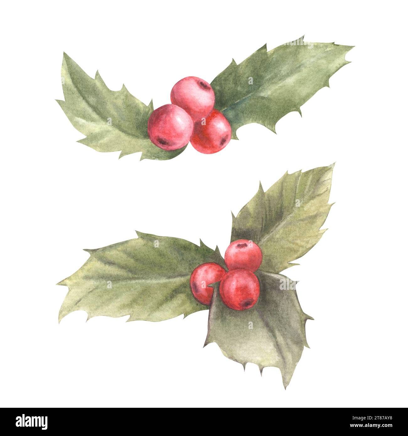Branches peintes à l'aquarelle feuilles de houx et baies rouges. Illustration. Symbole de plante de Noël et du nouvel an pour votre conception de carte, vacances d'hiver Banque D'Images