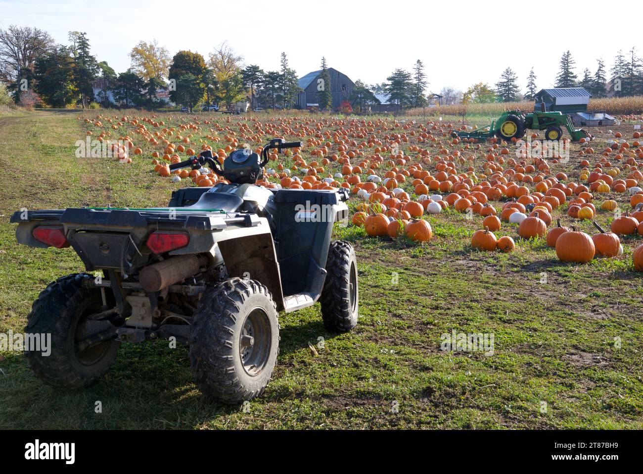 Véhicule utilitaire agricole sur la parcelle de citrouille en Ontario, Canada Banque D'Images