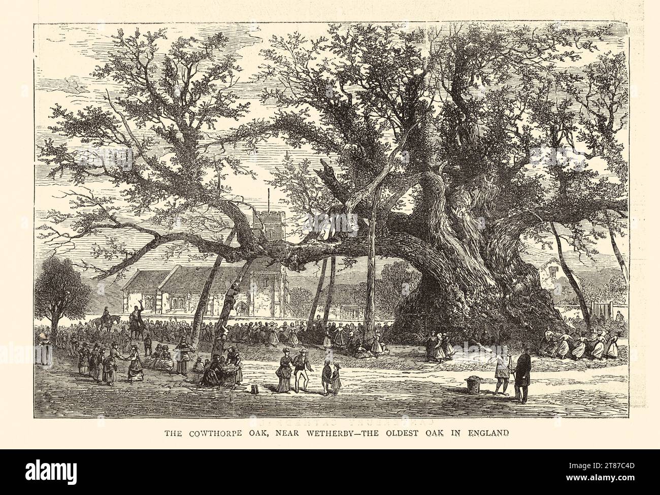 Le chêne Cowthorpe, près de Wetherby, le plus ancien chêne d'Angleterre. Illustration pour le graphique, 14 septembre 1872. Banque D'Images
