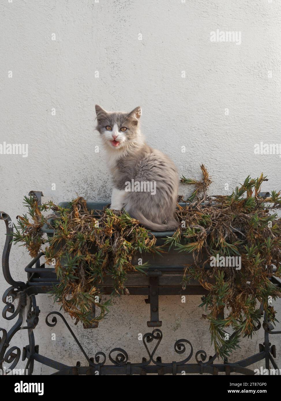 Adorable chaton moelleux gris et blanc est assis sur une jardinière avec des plantes fanées semblant mi-miaou une expression inhabituelle. Novembre 2023 Banque D'Images