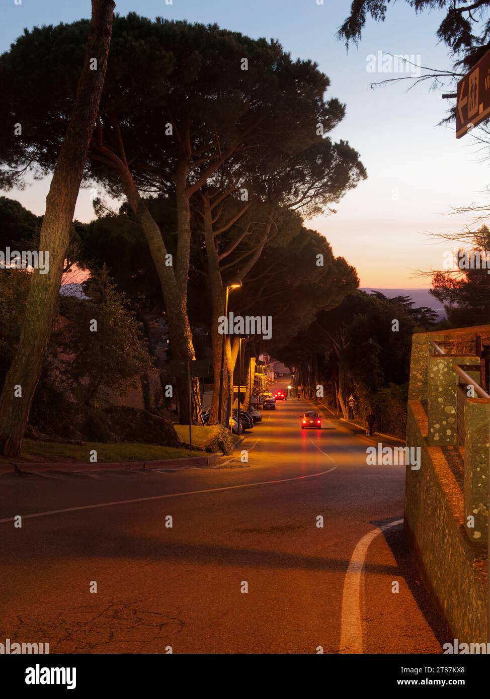 Route sinueuse escarpée à Montefiascone au crépuscule avec des pins en pierre aka Umbrella Pine, comme les voitures passent avec les lumières allumées, région du Latium, Italie. 23 nov Banque D'Images