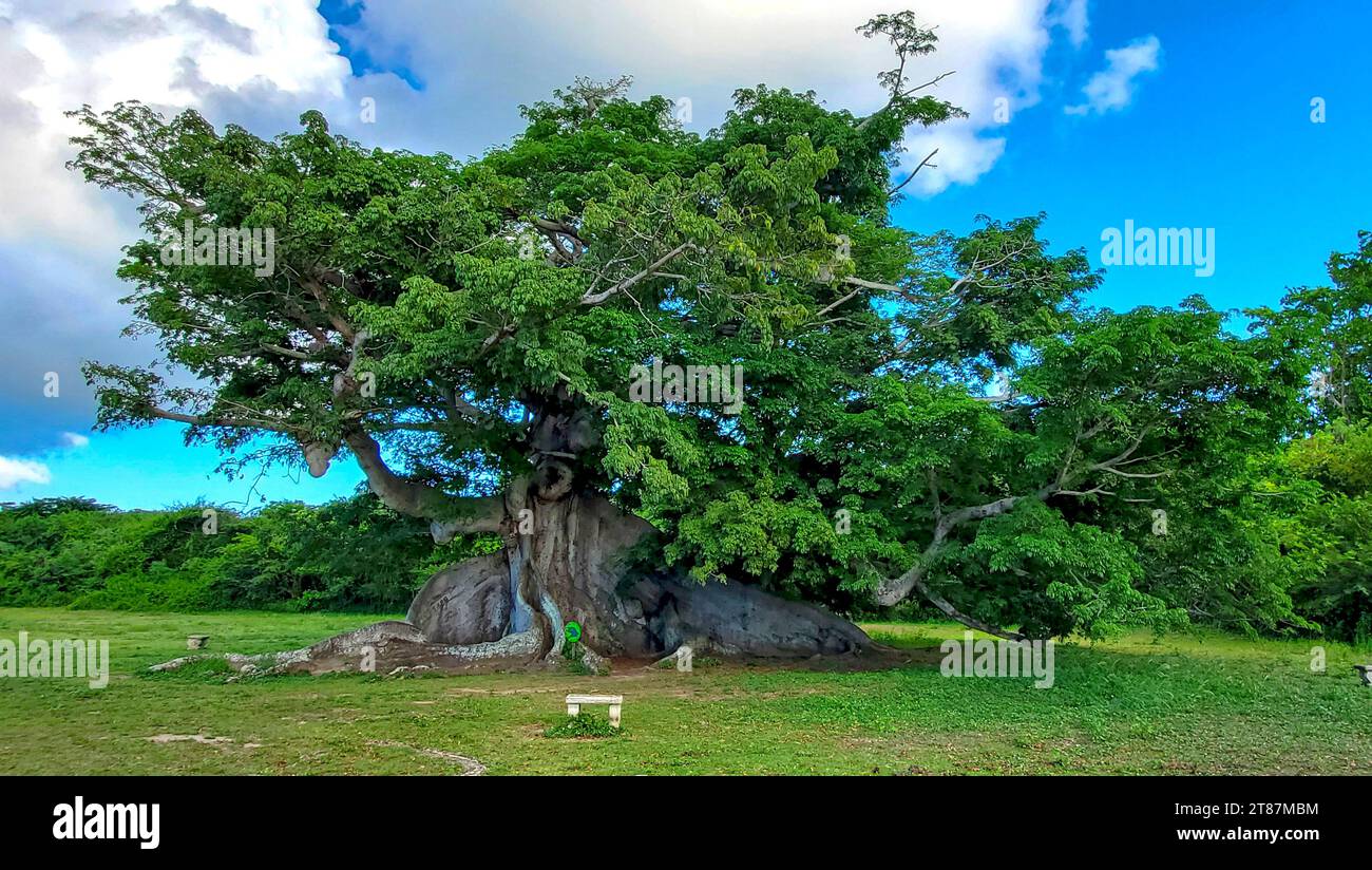 arbre ceiba de 400 ans, également connu sous le nom de coton de soie ou arbre kapoc. Cet arbre sur Vieques, une île au large de Porto Rico, est censé avoir été l'inspiration pour l'arbre des âmes dans le film Avatar. Banque D'Images