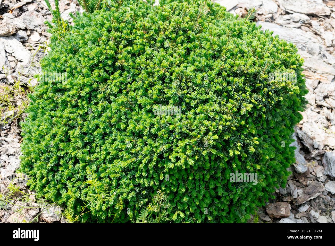 Épinette de l'Alberta, Picea glauca 'Blue Planet', Low, nain, conifère Banque D'Images