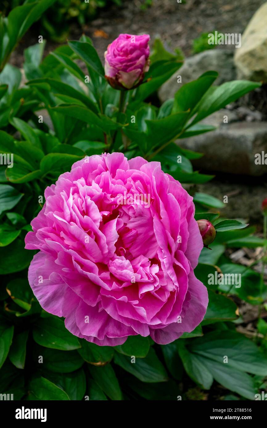 Une pivoine rose magenta en pleine fleur Banque D'Images