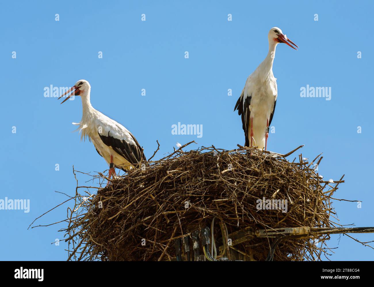 Cigognes debout dans le nid sur le dessus du poteau ou pilier dans la ville, couple d'oiseaux blancs sur fond de ciel bleu en été. Famille de cigogne sauvage vivant dans le village ou Banque D'Images