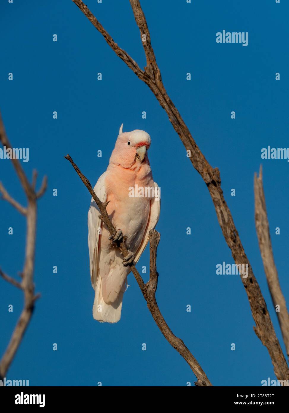 Pink Cockatoo, Cacatua leadbeateri, un magnifique oiseau endémique dans l'outback australien Banque D'Images