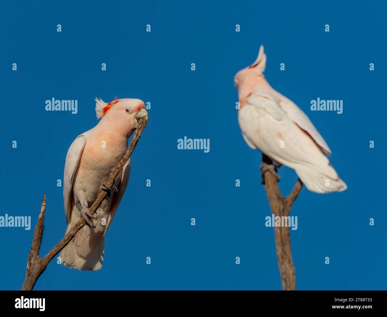 Pink Cockatoo, Cacatua leadbeateri, un magnifique oiseau endémique dans l'outback australien Banque D'Images