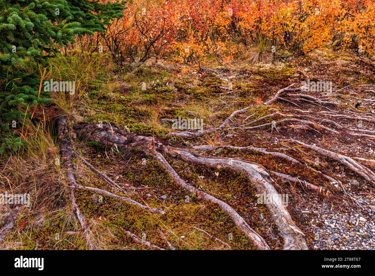 Cailloux, mousse, saule, racines et bouleau nain composent une tapisserie de textures de toundra automnale dans le parc national de Denali, en Alaska. Banque D'Images