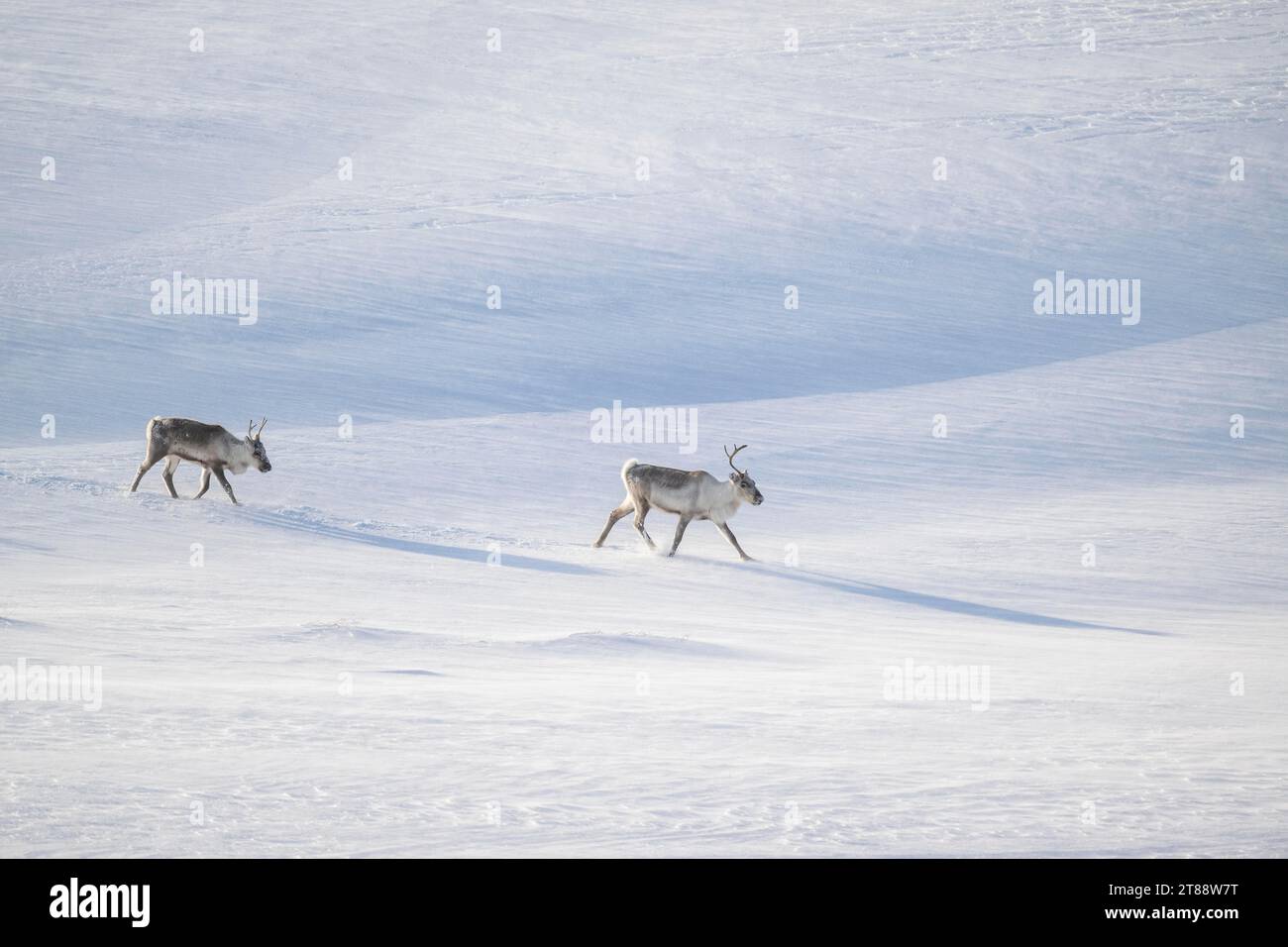 Deux rennes (Rangifer tarandus) dans la neige, péninsule de Varanger, Troms og Finnmark, Norvège Banque D'Images
