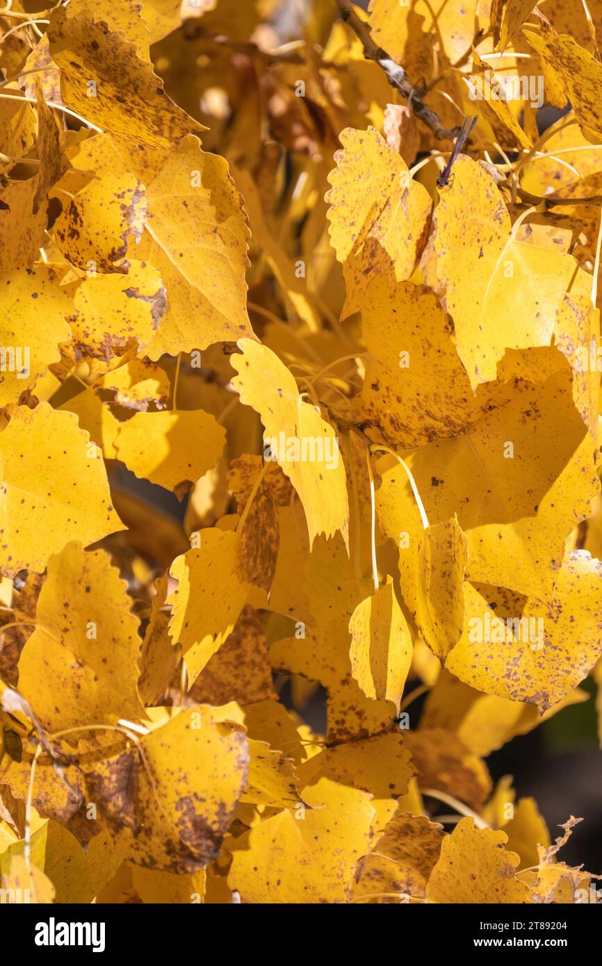 Détail d'une grappe de feuilles d'automne jaune doré suspendues à un cotonnier par une journée ensoleillée. Banque D'Images