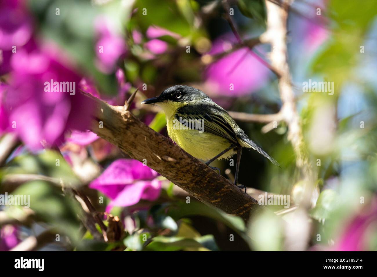 Gros plan de Common Tody-flycatcher perché sur un arbuste en fleurs au Panama Banque D'Images