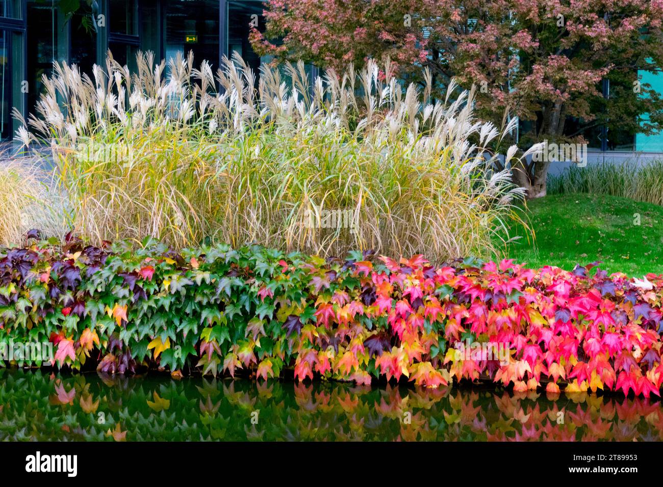 Automne, frontière, Boston Ivy, Parthenocissus tricuspidata, Creeper japonais, herbe jeune fille, Miscanthus, jardin d'automne, saison octobre ornemental moderne Banque D'Images