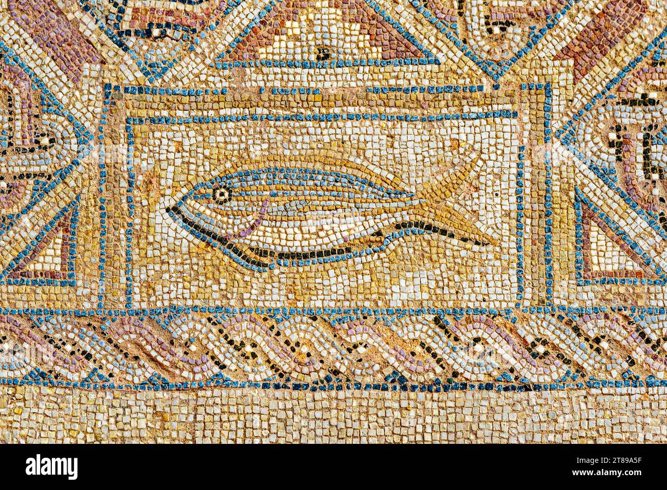 Fragment de mosaïque représentant des poissons dans la maison d'Eustolios (4e siècle), l'ancienne ville de Kourion, près de Limassol, Episkopi, Chypre Banque D'Images