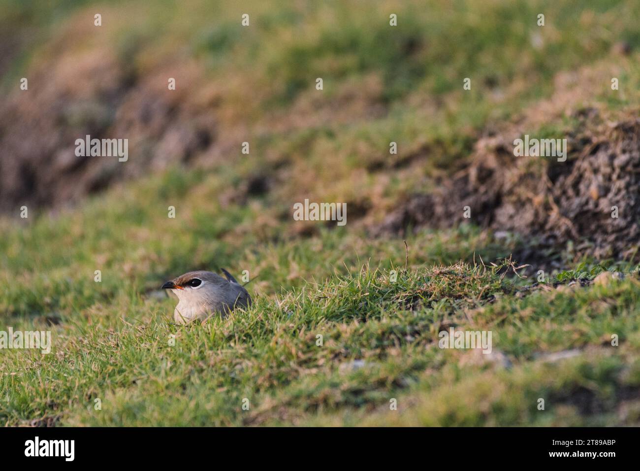 Petit oiseau pratincole en Inde Banque D'Images