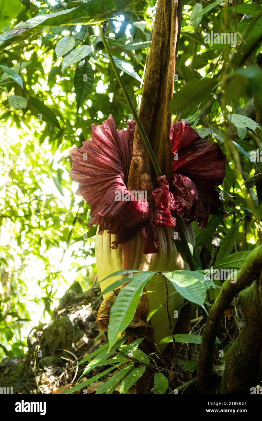 Fleur sauvage d'arum de Titan (Amorphophallus titanum) à Sumatra Banque D'Images