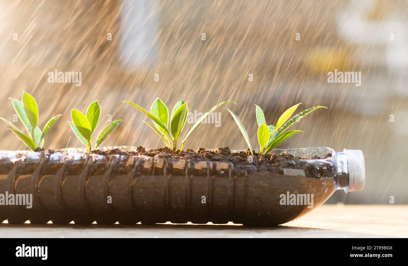 Ensemencement, jardinage dans une bouteille en plastique. Recyclage pour réduire les déchets à zéro. concept environnemental Banque D'Images