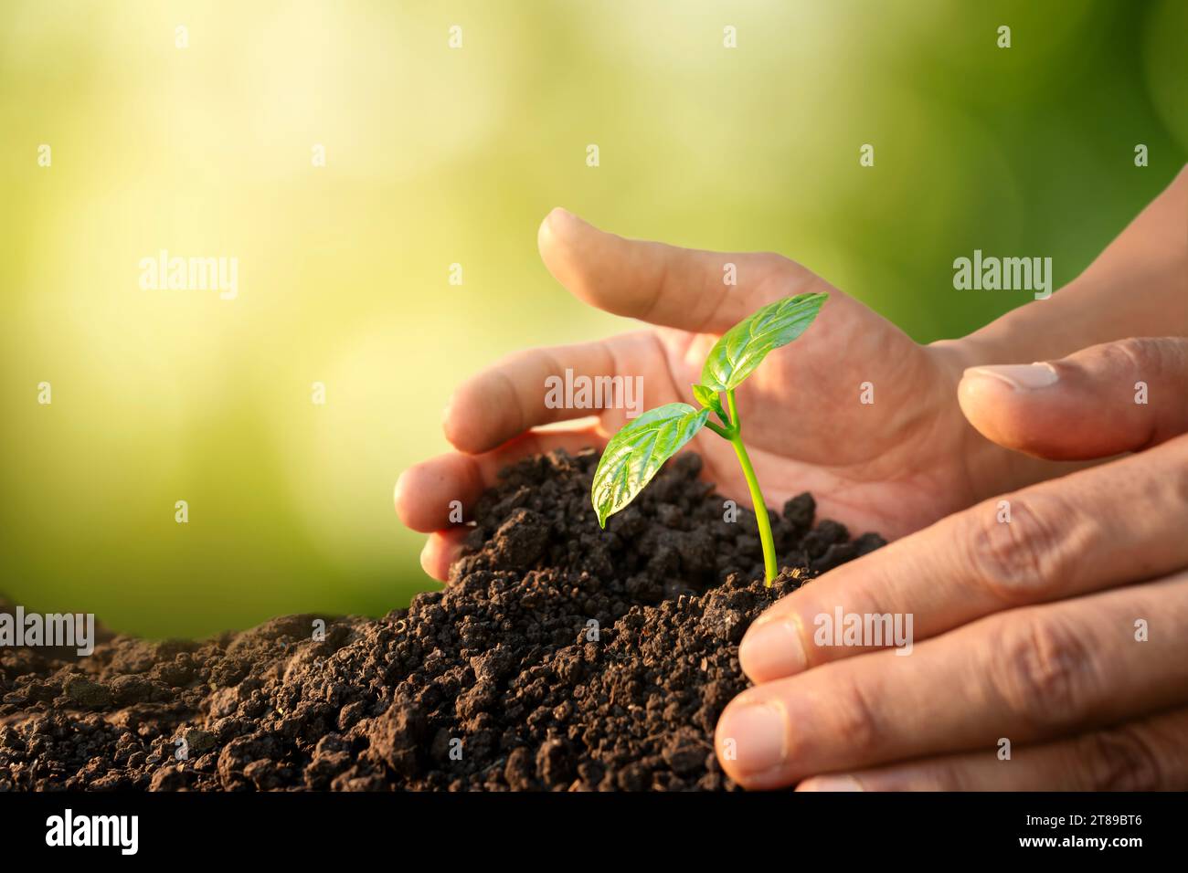les mains des hommes cultivent des semis cultivant des arbres germés et nourrissant des arbres poussant sur un sol fertile pour un avenir plus vert. Banque D'Images