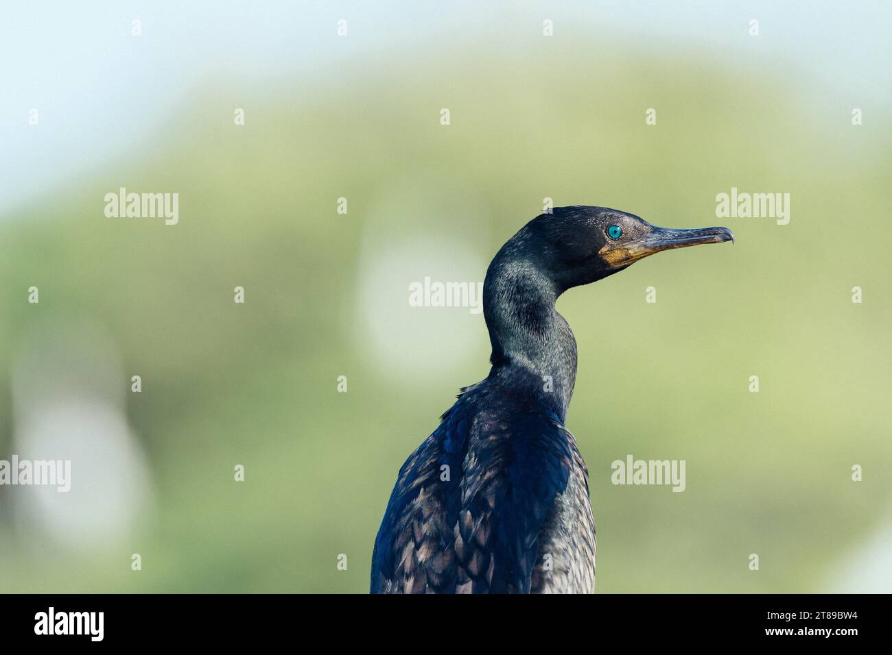 Oiseau cormoran Banque D'Images