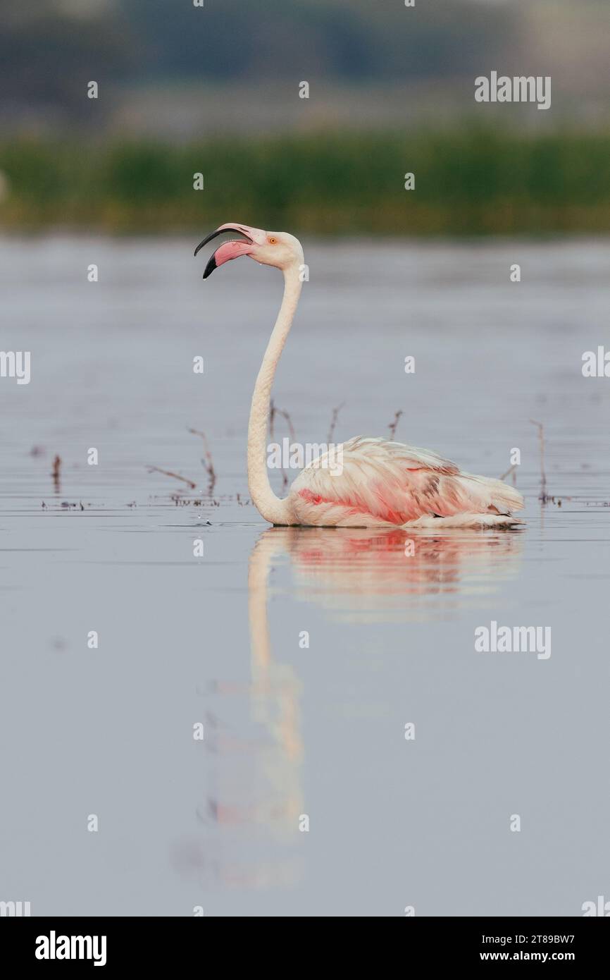 Flamingo dans le lac avec son reflet Banque D'Images
