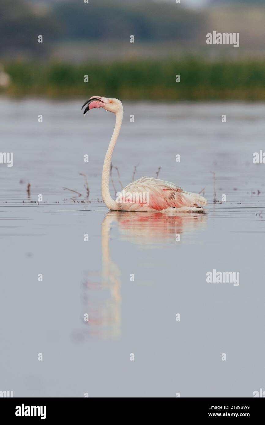 Flamingo dans le lac avec son reflet Banque D'Images