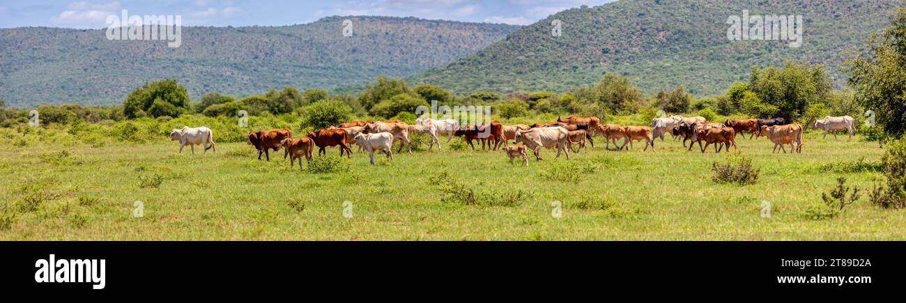 troupeau de vaches en afrique du sud, paissant sur une prairie entre les collines Banque D'Images
