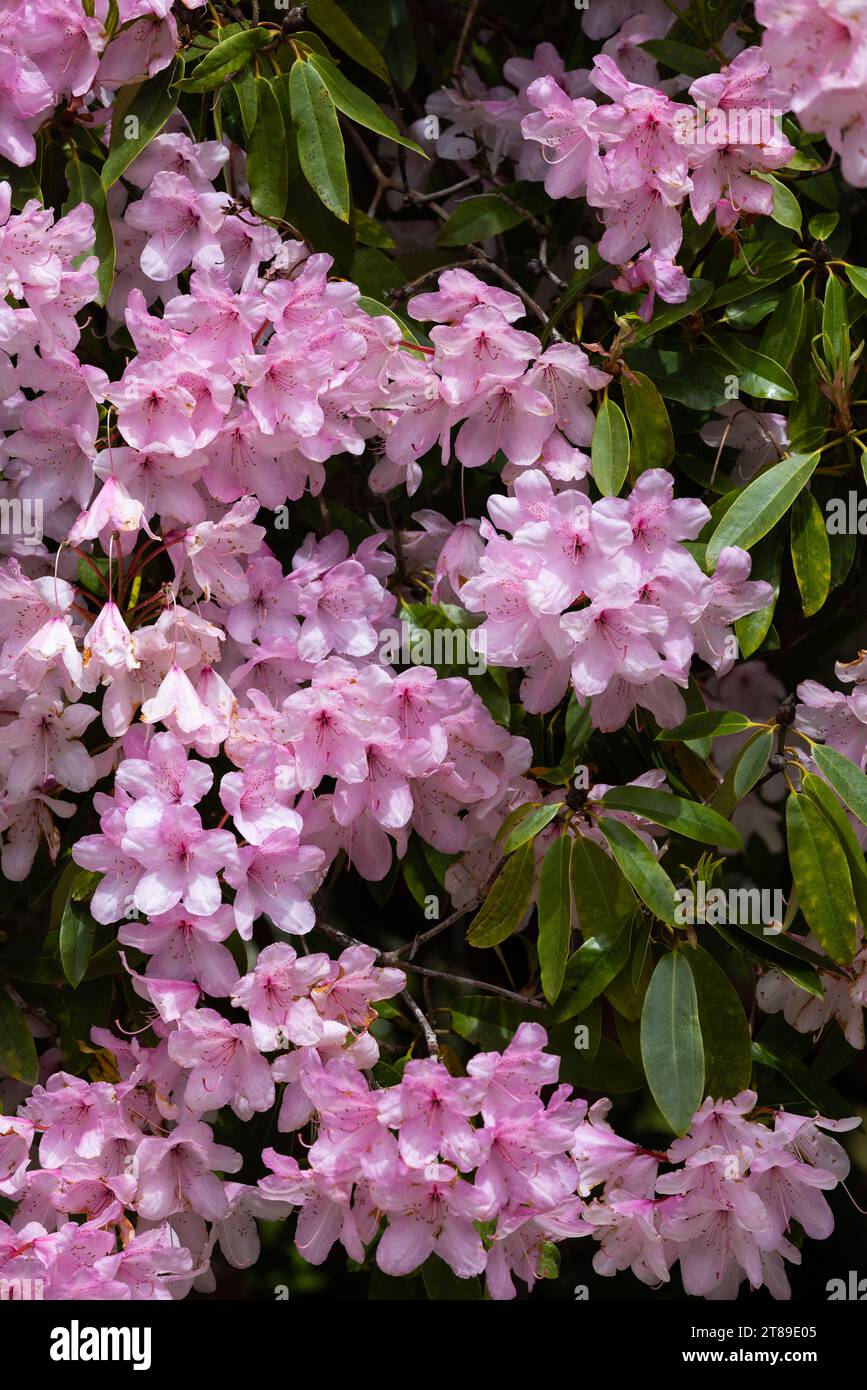 Fleurs Azalée en rose Banque D'Images